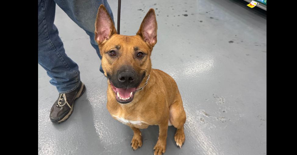 Enlarge Malibu, a Adoptable mixed breed in Winthrop Harbor, IL image 3/6