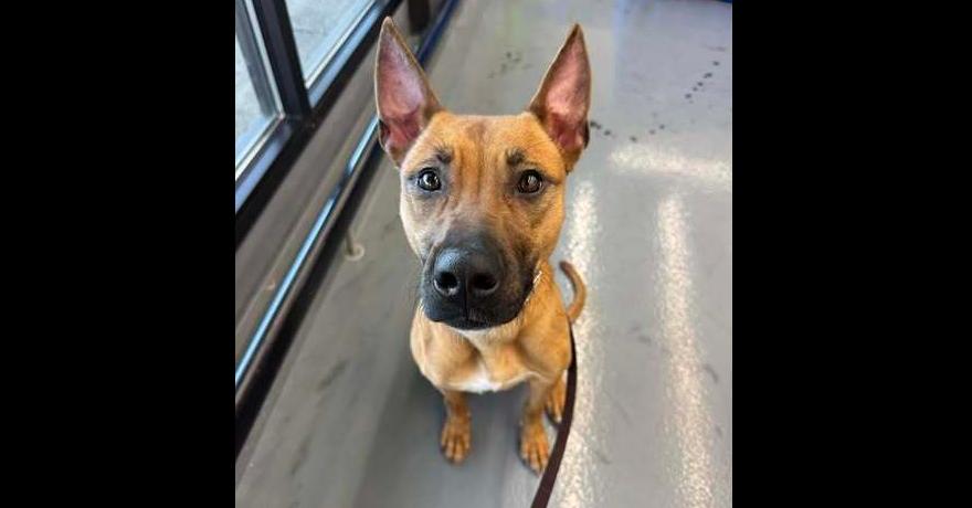 Enlarge Malibu, a Adoptable mixed breed in Winthrop Harbor, IL image 5/6