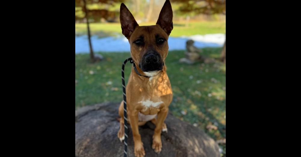 Enlarge Malibu, a Adoptable mixed breed in Winthrop Harbor, IL image 6/6