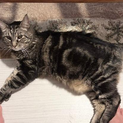 Sammie, a Adoptable Domestic Short Hair in Lake Panasoffkee, FL image 1/6