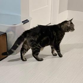 Sammie, a Adoptable Domestic Short Hair in Lake Panasoffkee, FL image 2/6