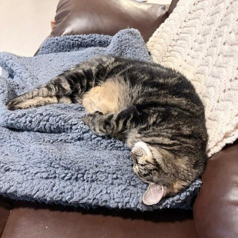 Sammie, a Adoptable Domestic Short Hair in Lake Panasoffkee, FL image 3/6