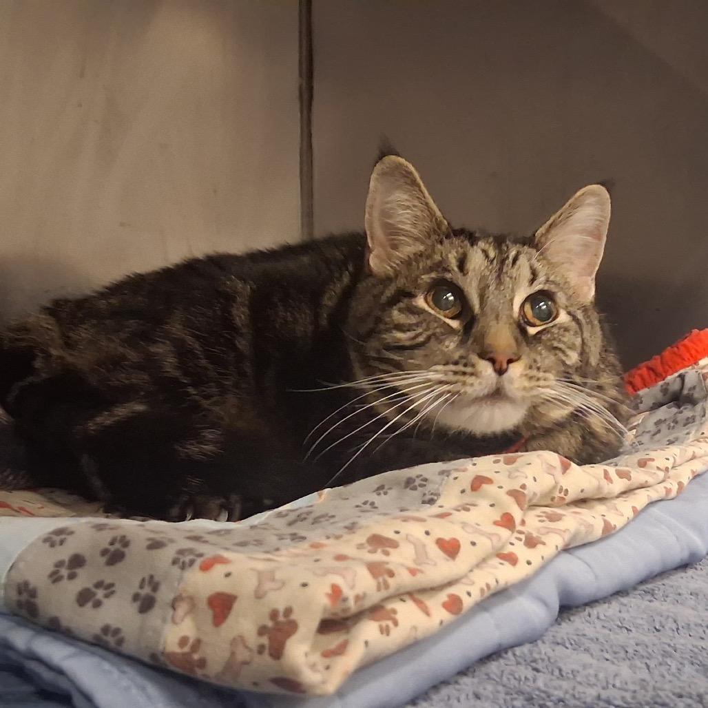Sammie, a Adoptable Domestic Short Hair in Lake Panasoffkee, FL image 4/6