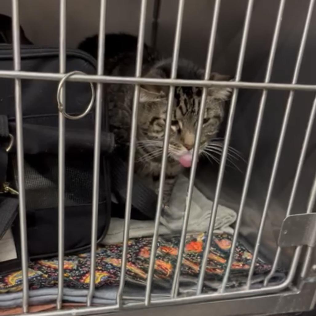 Sammie, a Adoptable Domestic Short Hair in Lake Panasoffkee, FL image 5/6