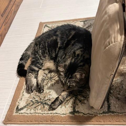 Sammie, a Adoptable Domestic Short Hair in Lake Panasoffkee, FL image 6/6