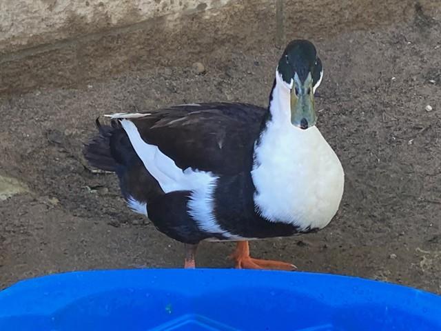 Enlarge SCROOGE MCDUCK, a Adoptable Duck in Santa Maria, CA image 1/1