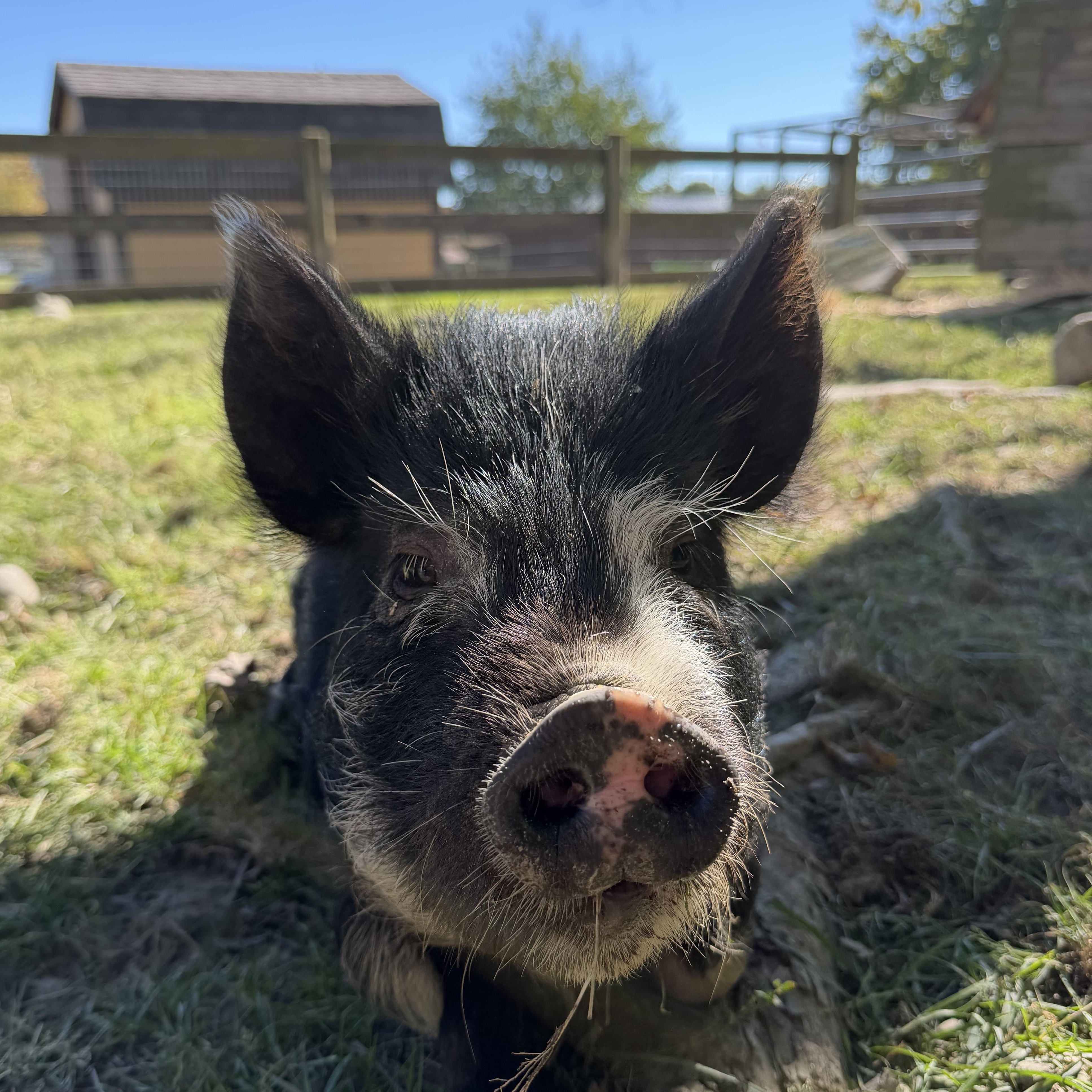 Pip, Adoptable, Young Female Pig.