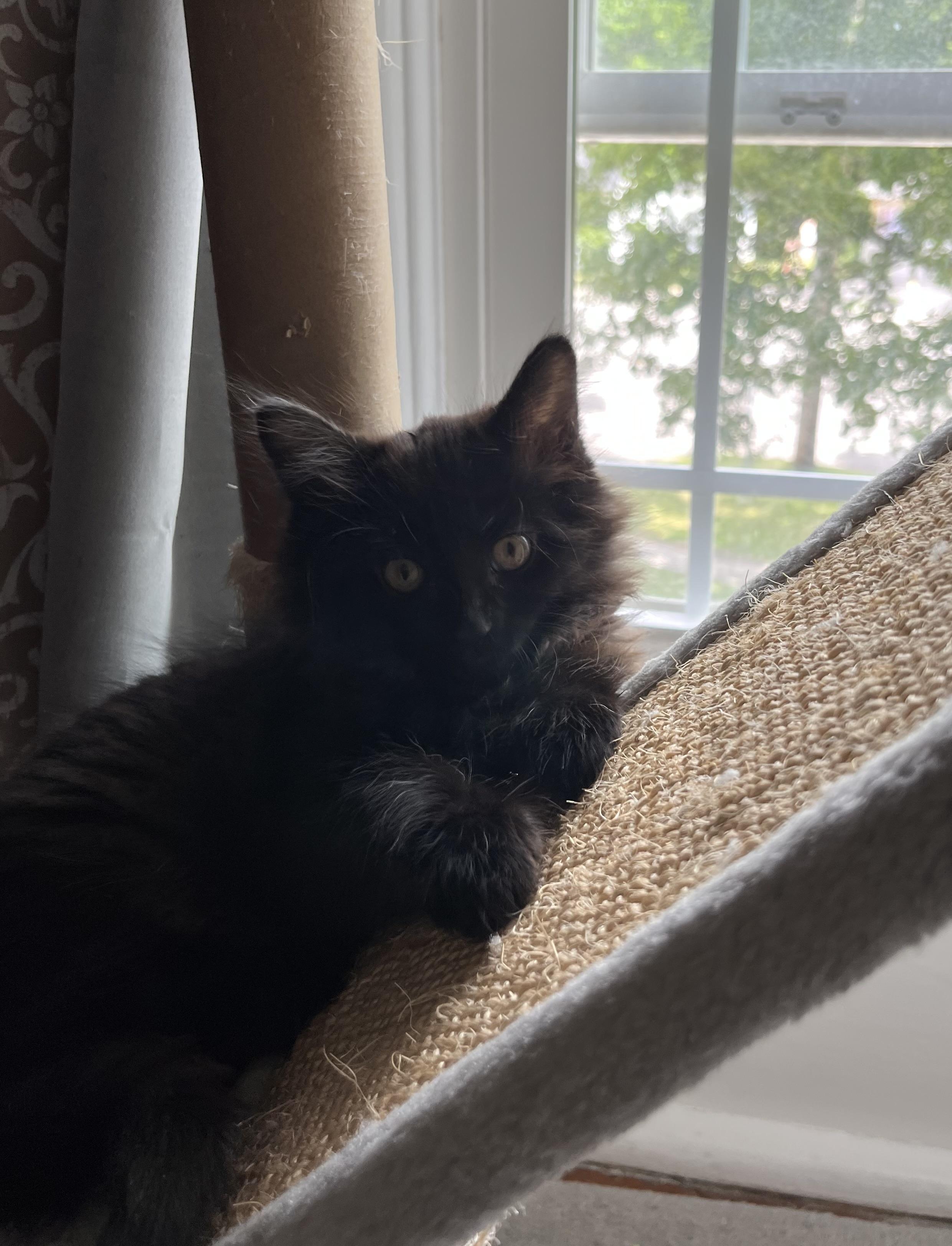 Enlarge Bobby, a ADOPTABLE Domestic Long Hair in Honeoye, NY image 1/1