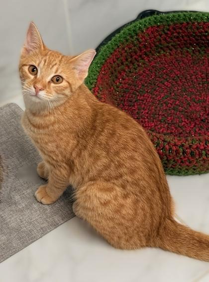 Enlarge Parker, a Adoptable mixed breed in Venice, FL image 1/3