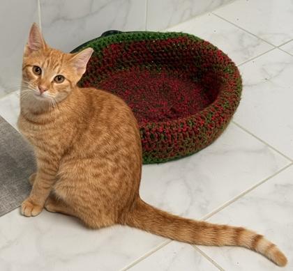 Enlarge Parker, a Adoptable mixed breed in Venice, FL image 2/3