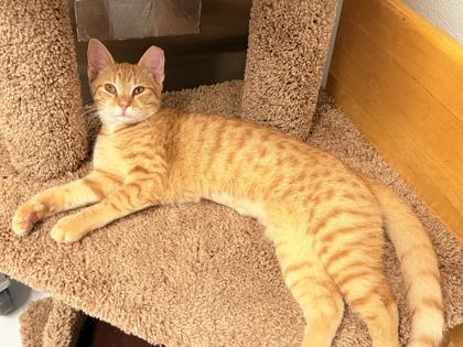 Enlarge Parker, a Adoptable mixed breed in Venice, FL image 3/3