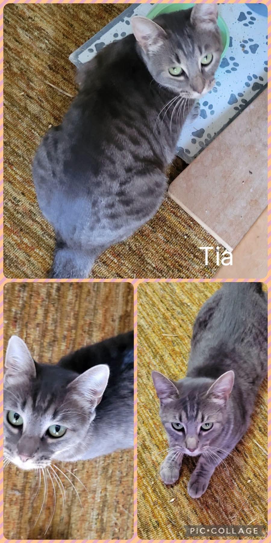 Tia, Adoptable, Adult Female Domestic Short Hair.