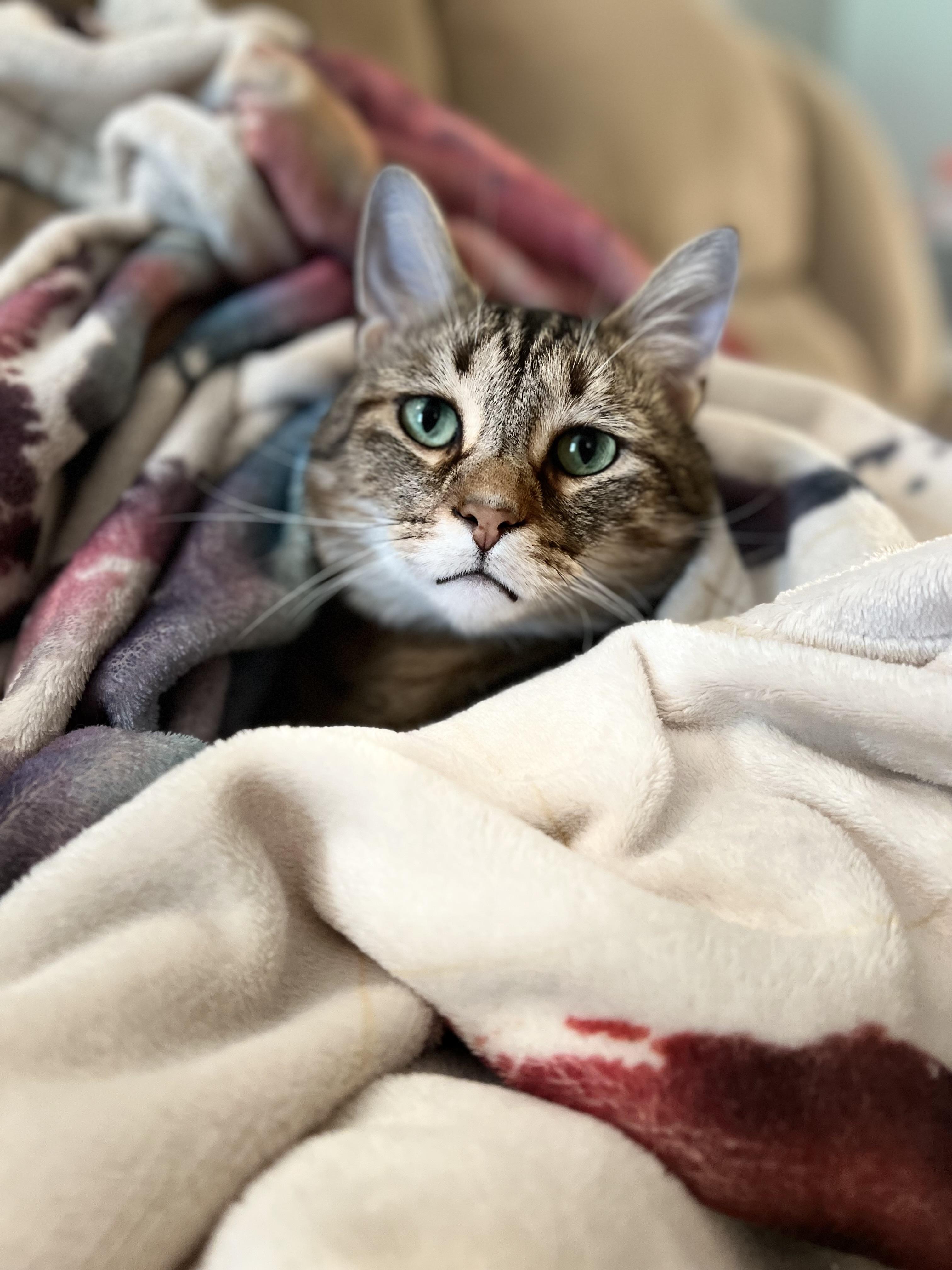 Java, Adoptable, Senior Male Tabby.