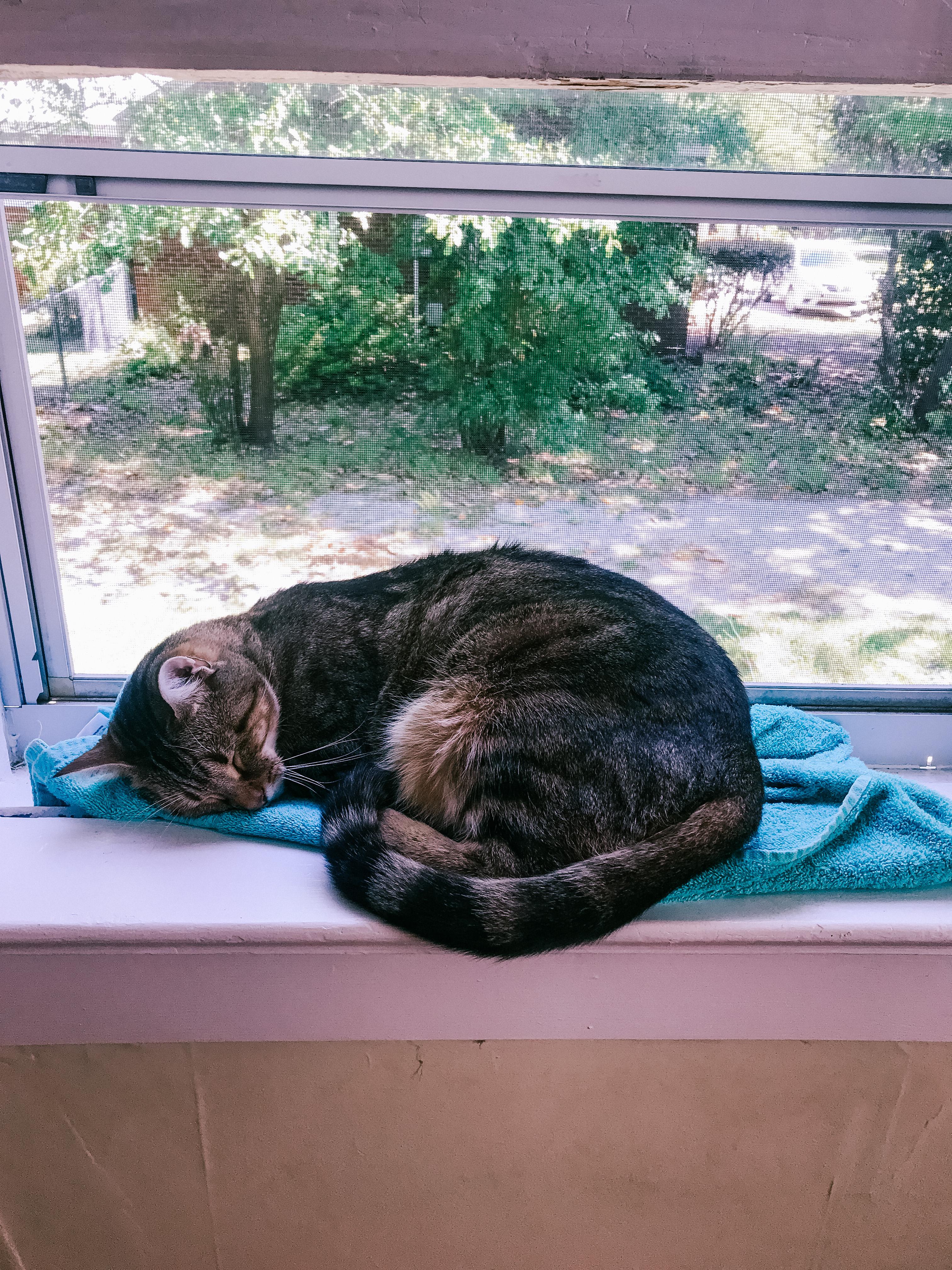 Enlarge Java, a Adoptable Tabby in Northwood, NH image 5/6