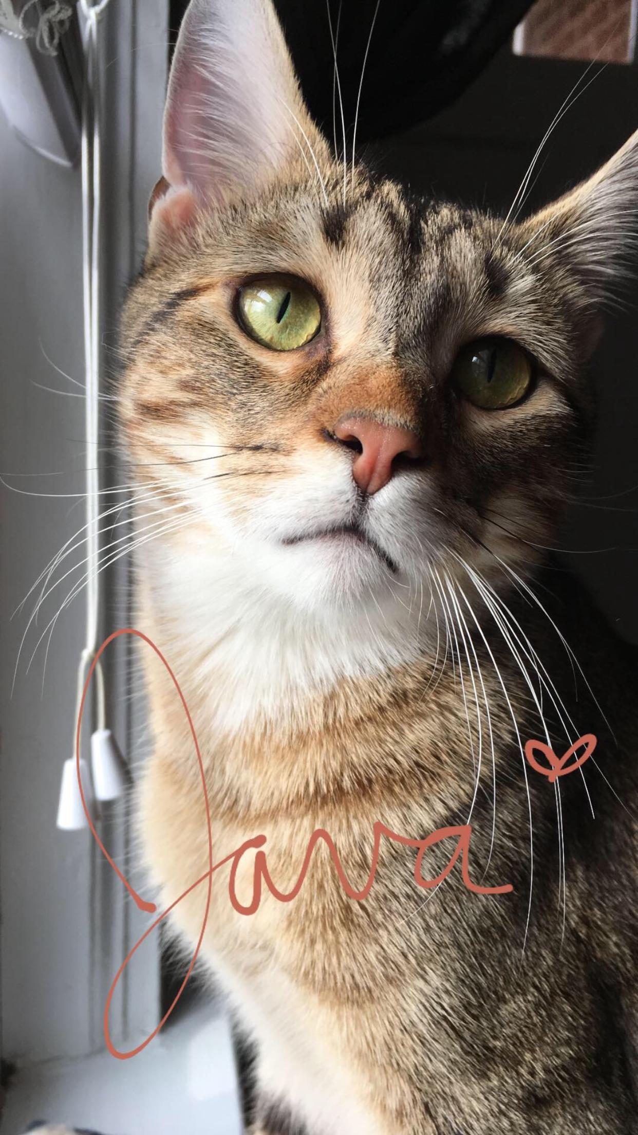 Enlarge Java, a Adoptable Tabby in Northwood, NH image 3/6