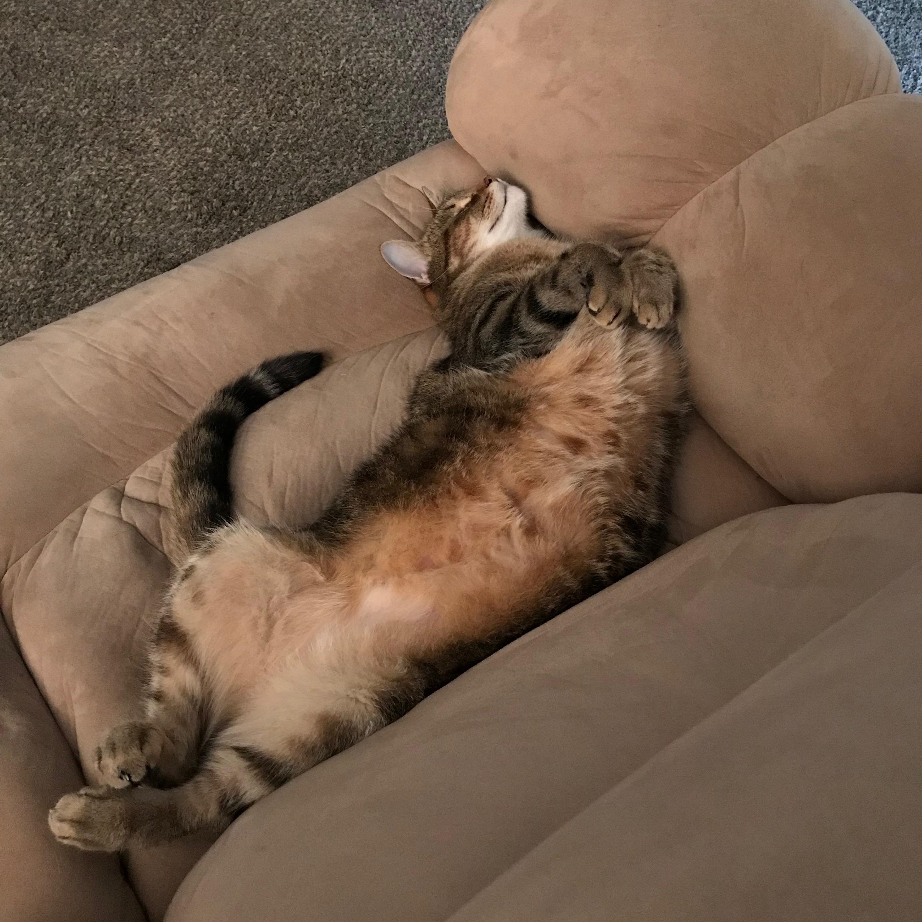 Enlarge Java, a Adoptable Tabby in Northwood, NH image 2/6