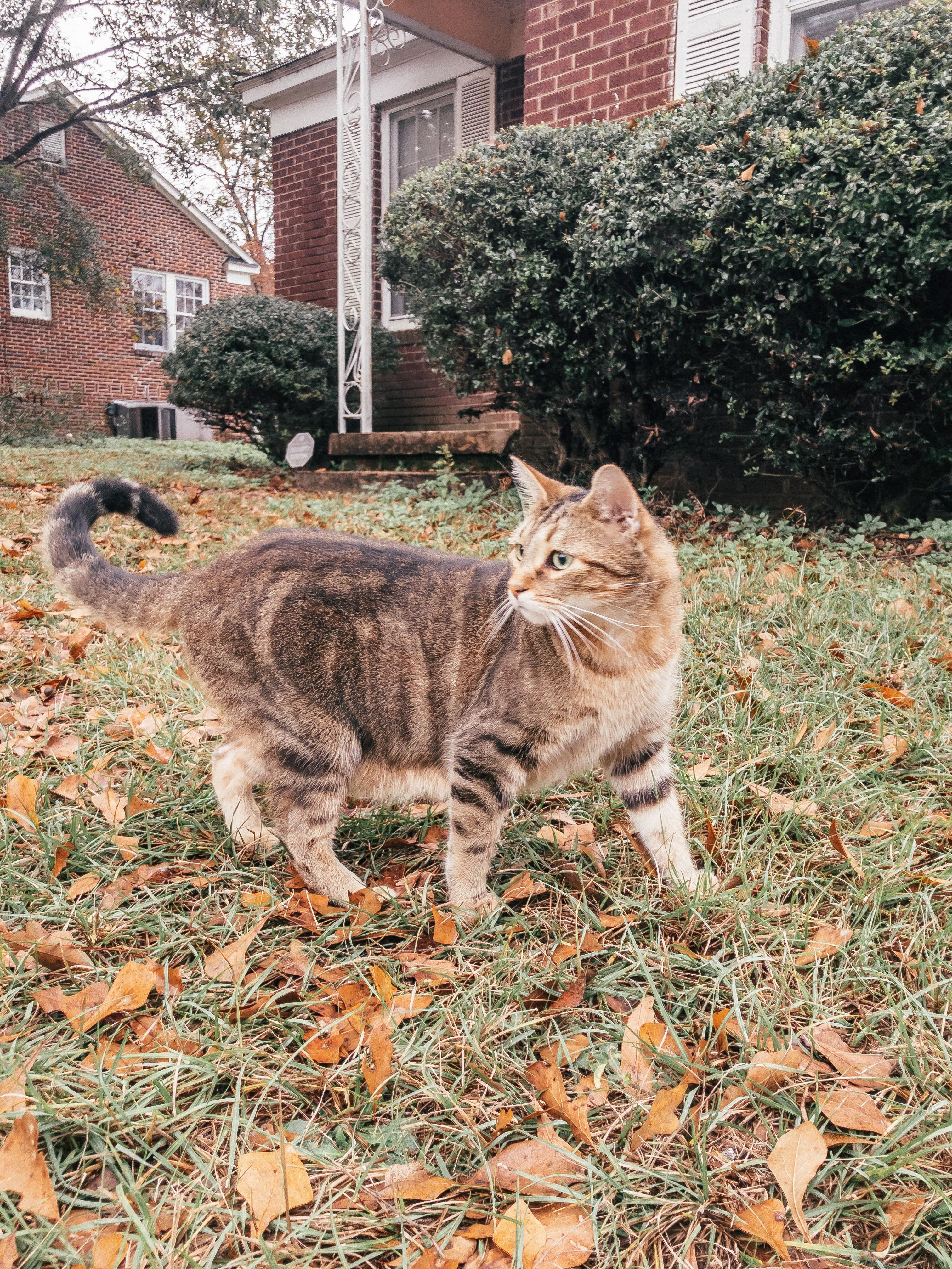 Enlarge Java, a Adoptable Tabby in Northwood, NH image 6/6