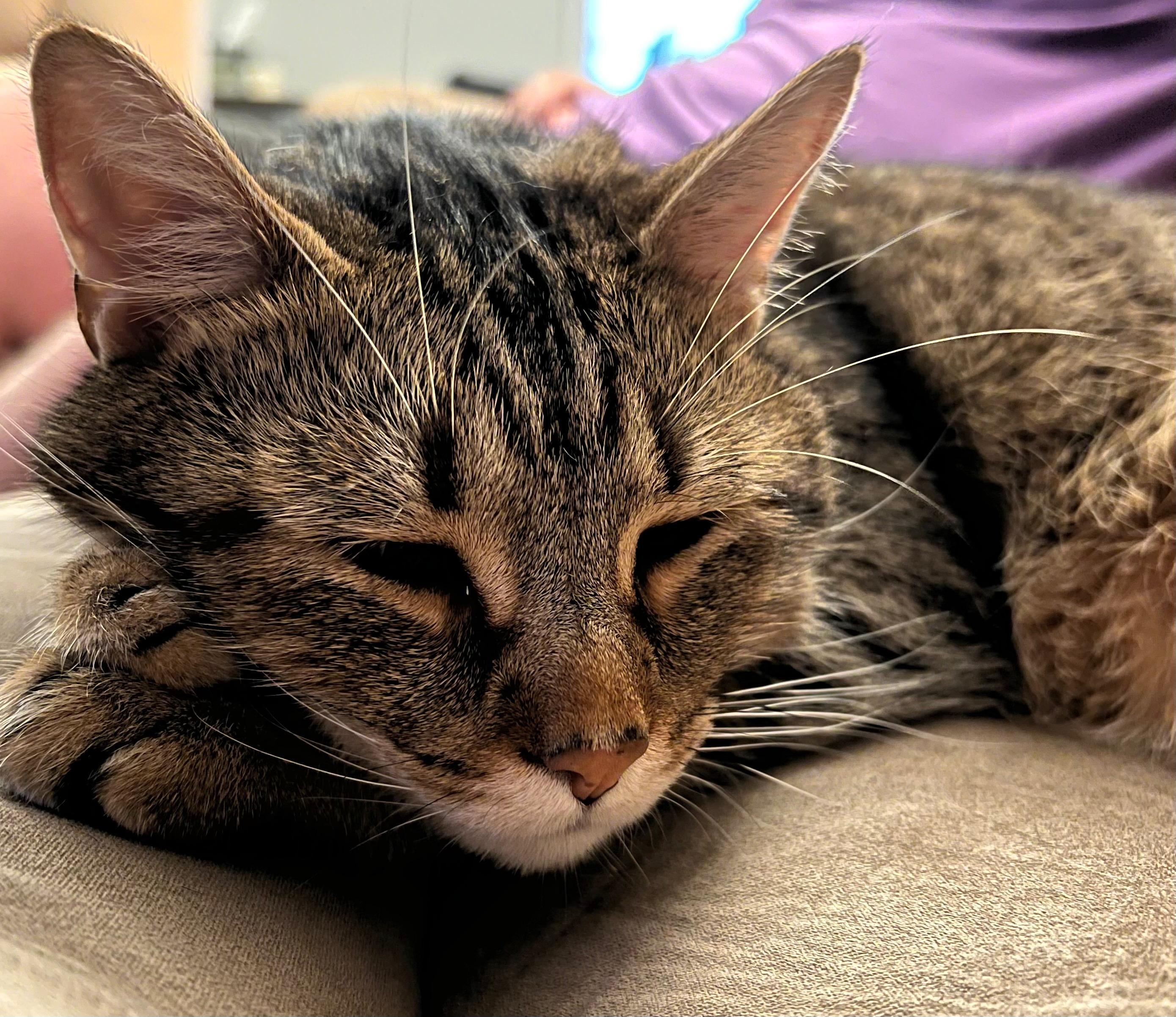 Enlarge Java, a Adoptable Tabby in Northwood, NH image 4/6