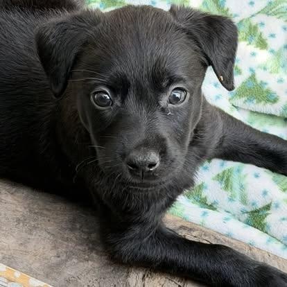 Enlarge Gibbs , an adopted mixed breed in Hernando, MS image 1/4