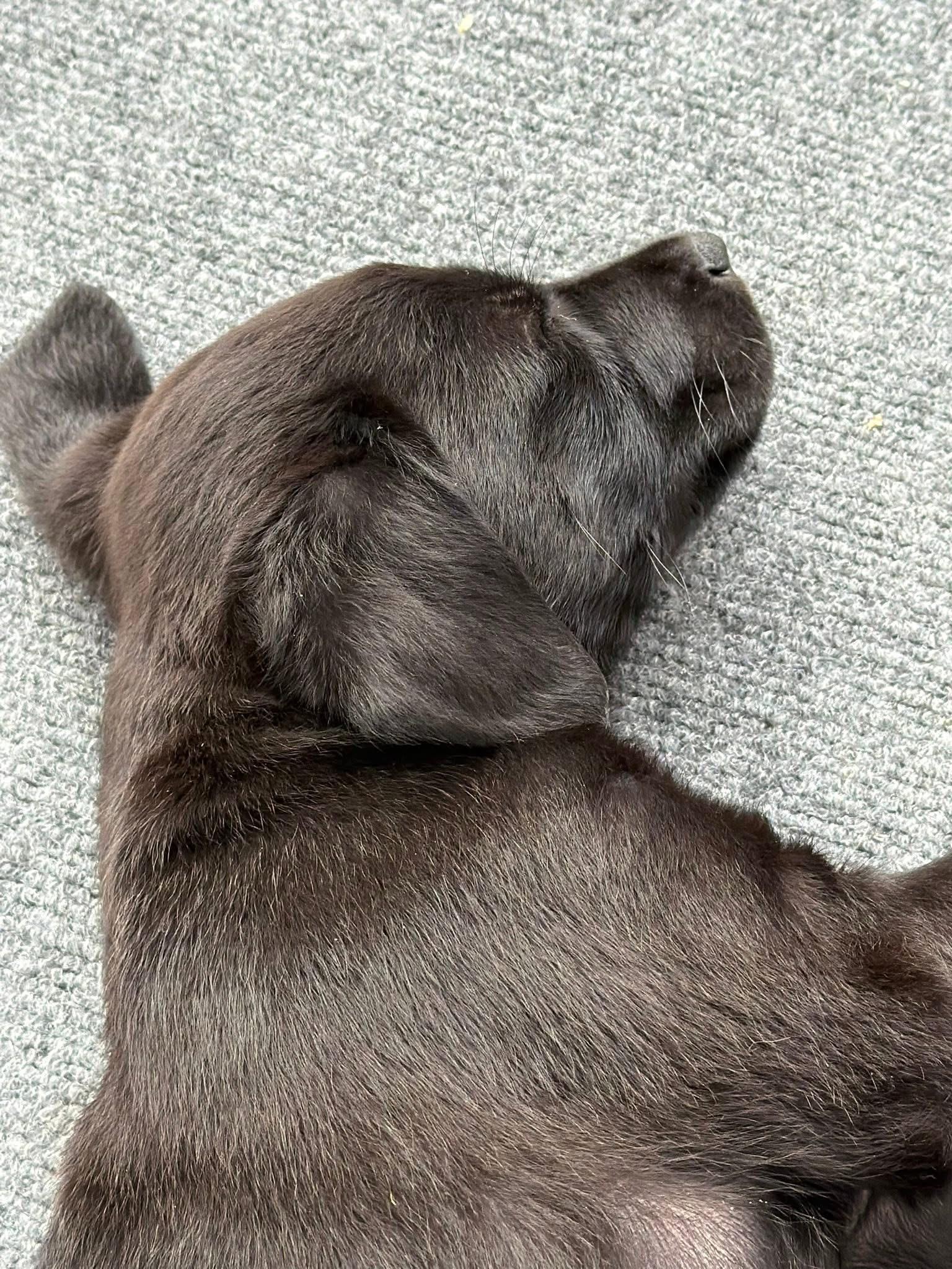 Enlarge Gibbs , an adopted mixed breed in Hernando, MS image 4/4