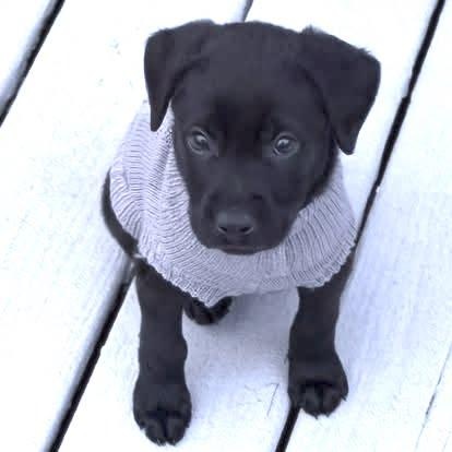 Enlarge Gibbs , an adopted mixed breed in Hernando, MS image 3/4