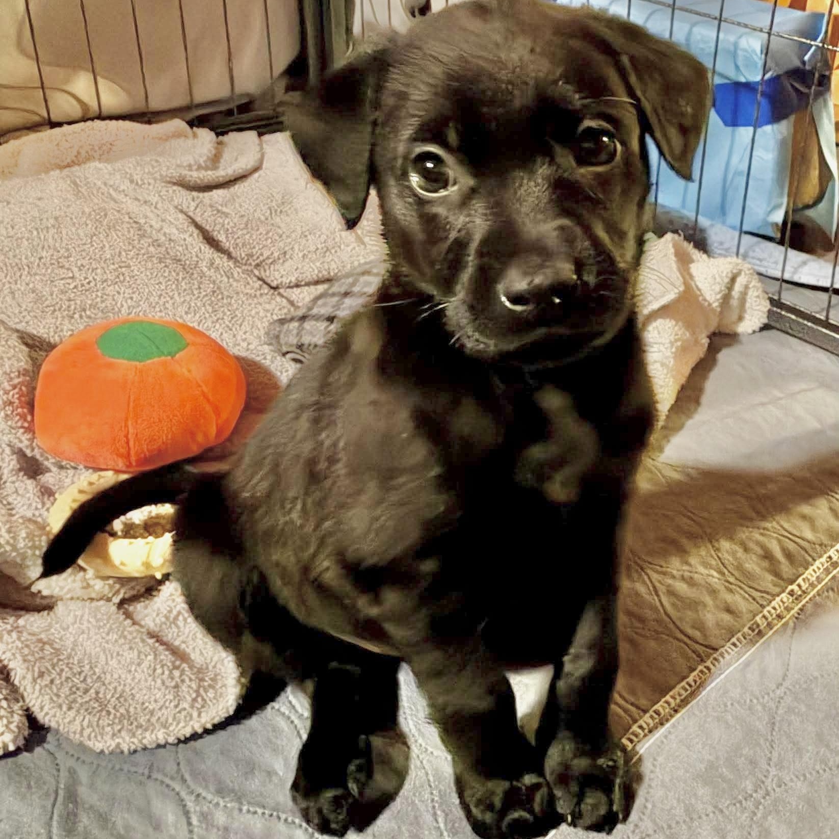 Enlarge Gibbs , an adopted mixed breed in Hernando, MS image 2/4