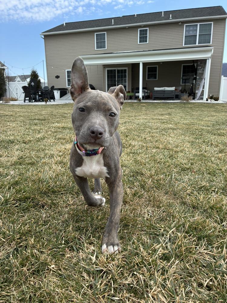 Pippi Longstocking — thumbnail 2