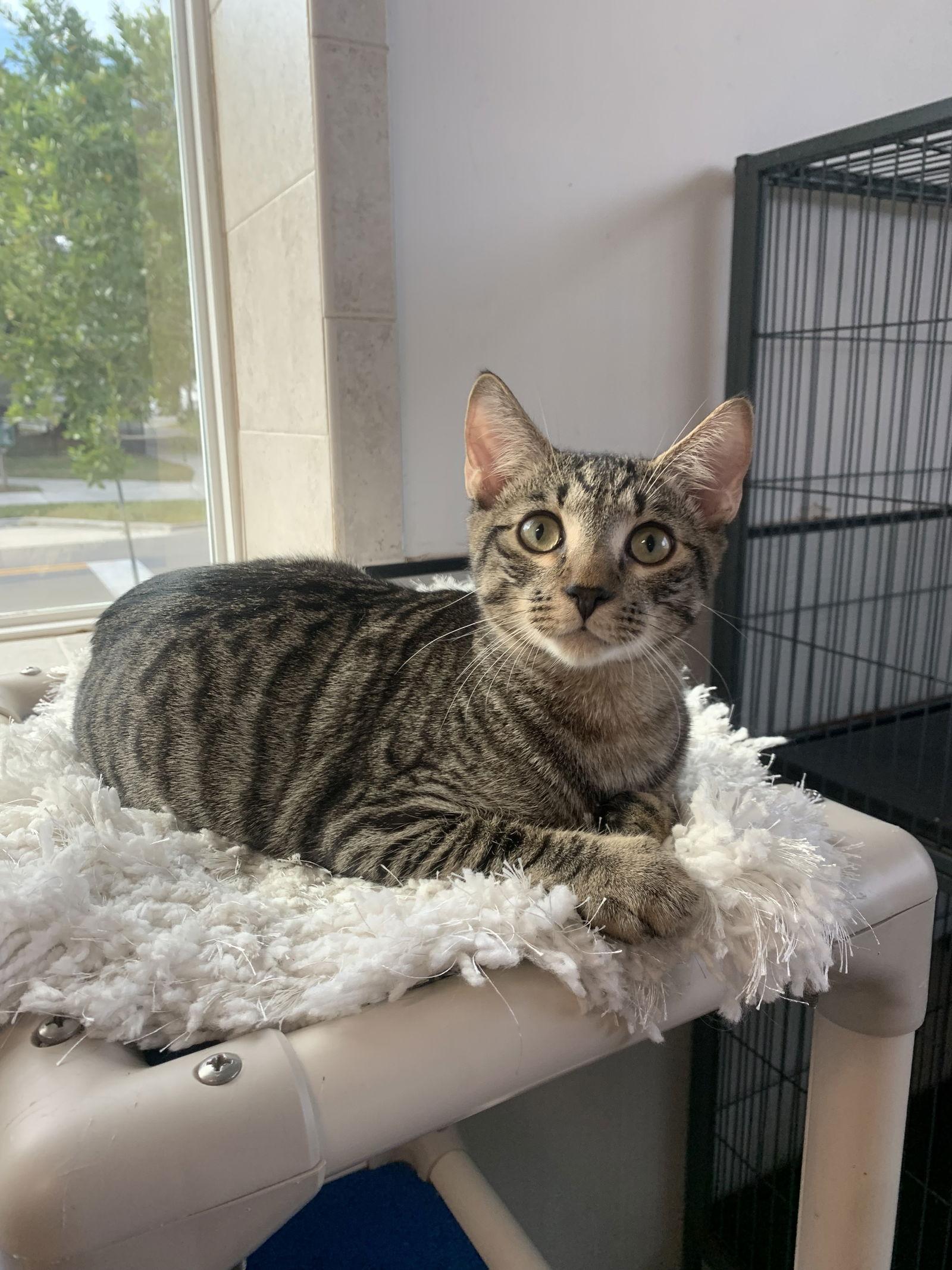 Enlarge Nacho, a Adoptable Domestic Short Hair in Sanford, FL image 1/2