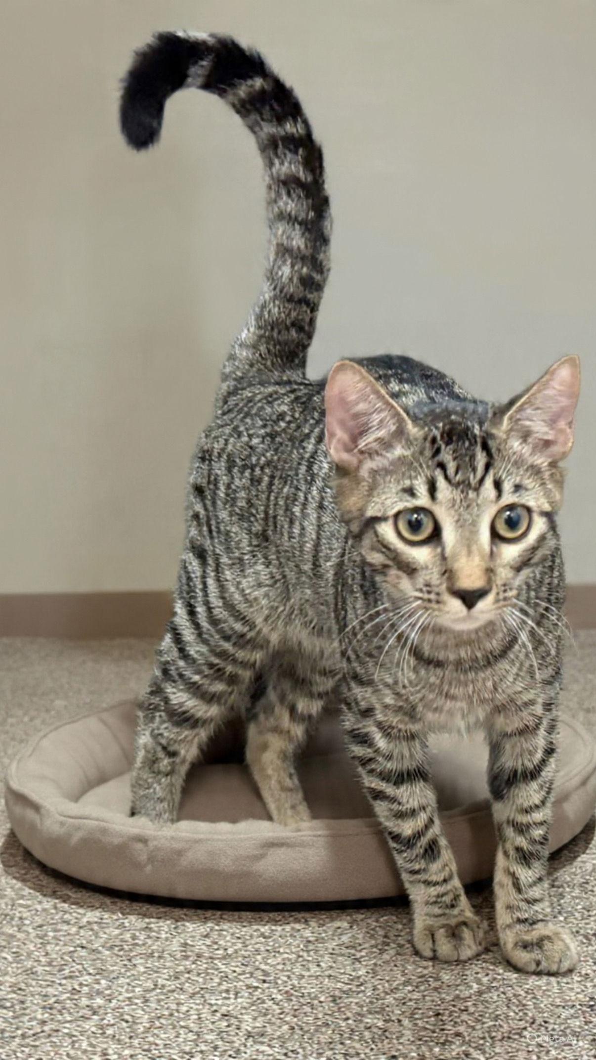 Enlarge Nacho, a Adoptable Domestic Short Hair in Sanford, FL image 2/2