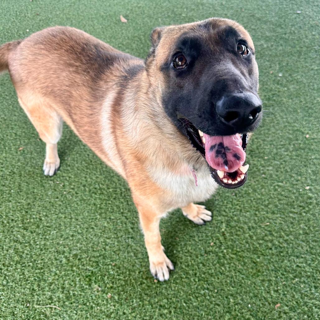 Goku, Adoptable, Adult Male Belgian Shepherd / Malinois & Mixed Breed.