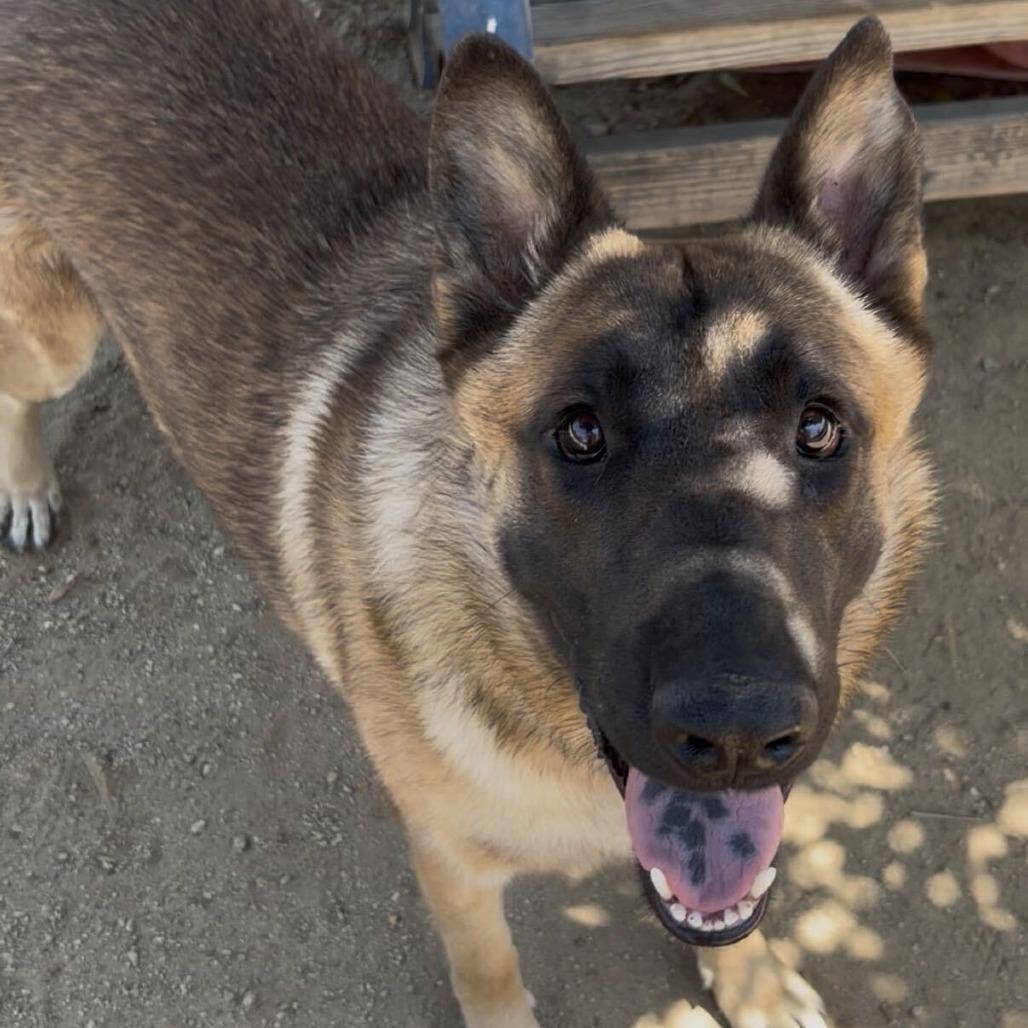 Enlarge Goku, a Adoptable mixed breed in Riverside, CA image 3/6