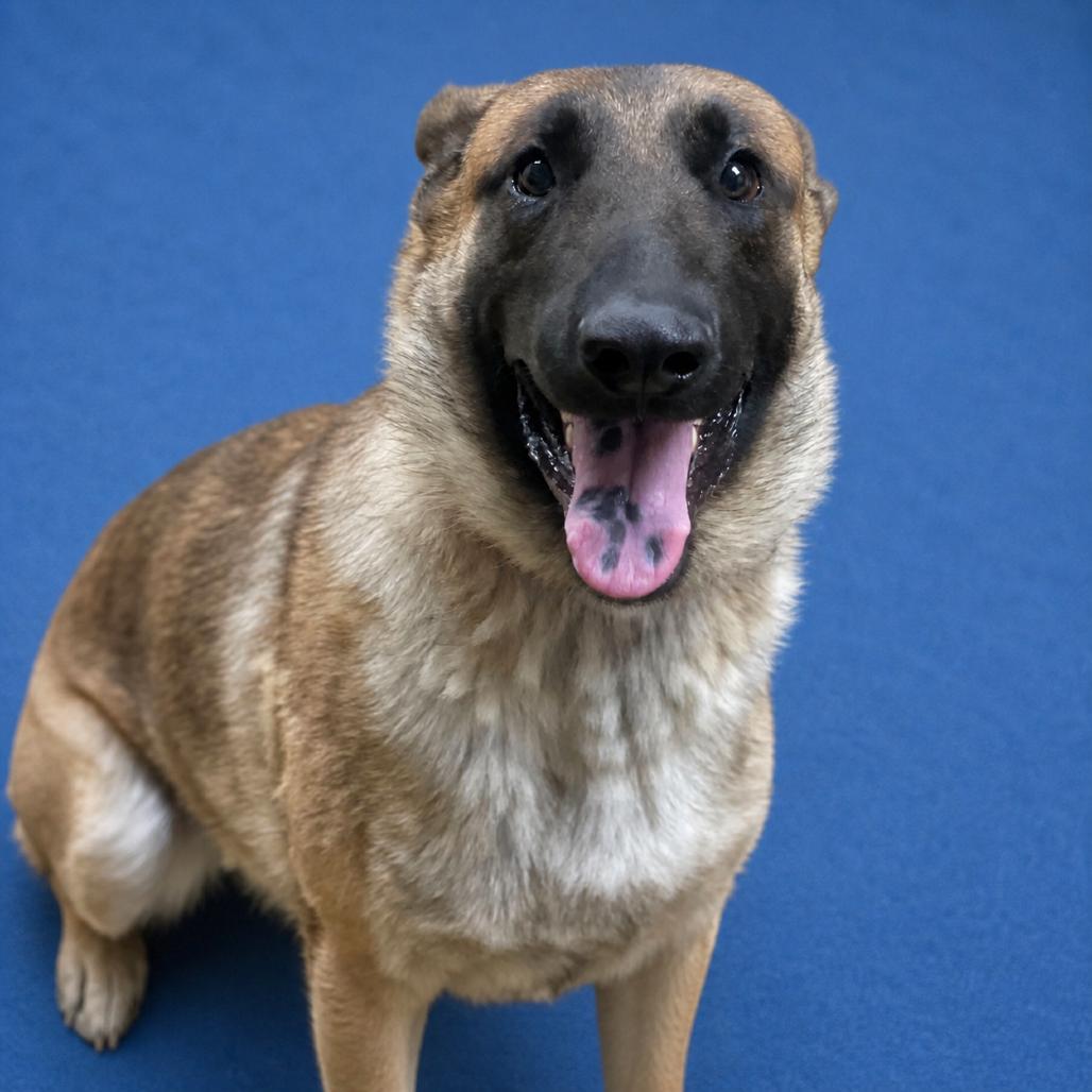 Enlarge Goku, a Adoptable mixed breed in Riverside, CA image 2/2