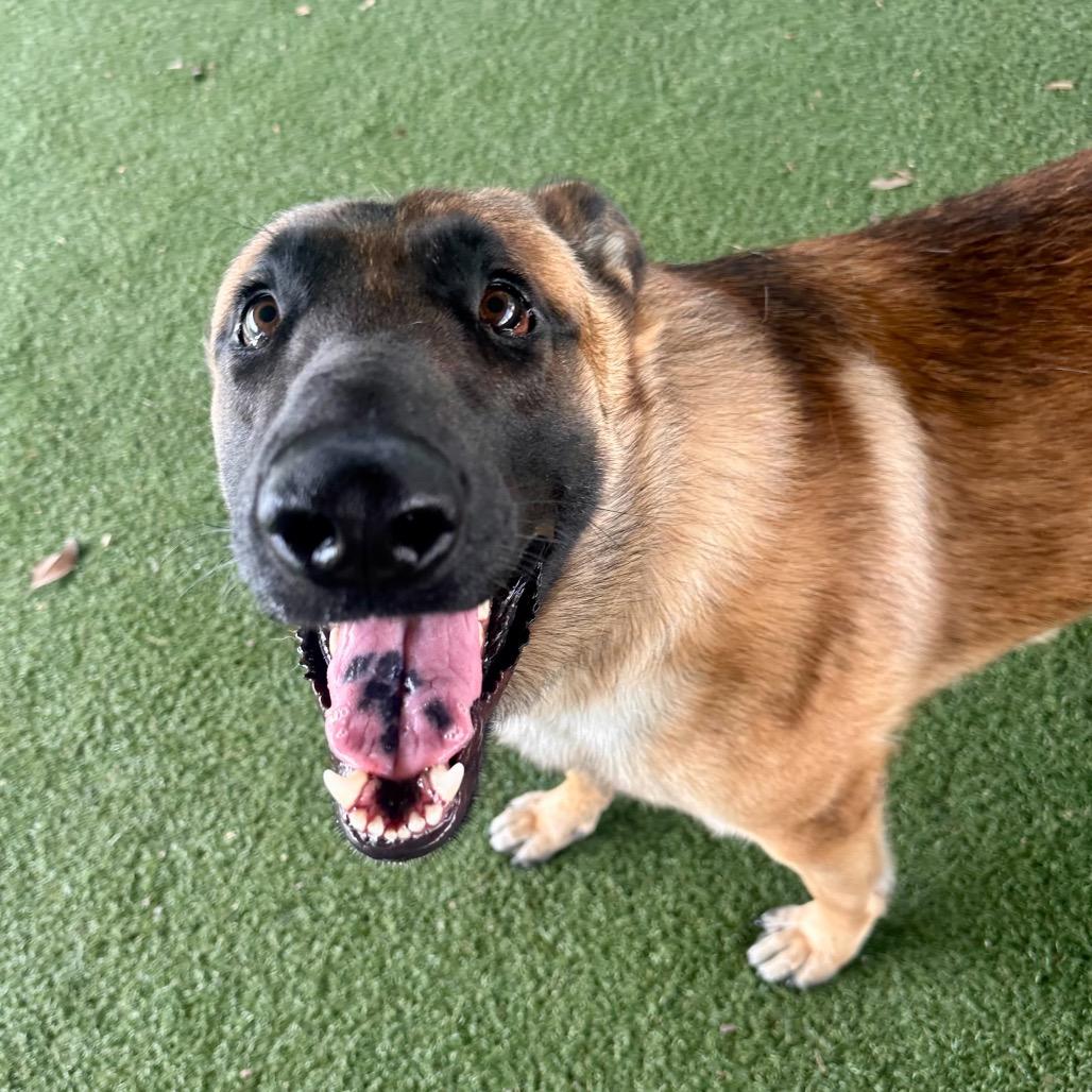 Enlarge Goku, a Adoptable mixed breed in Riverside, CA image 5/6