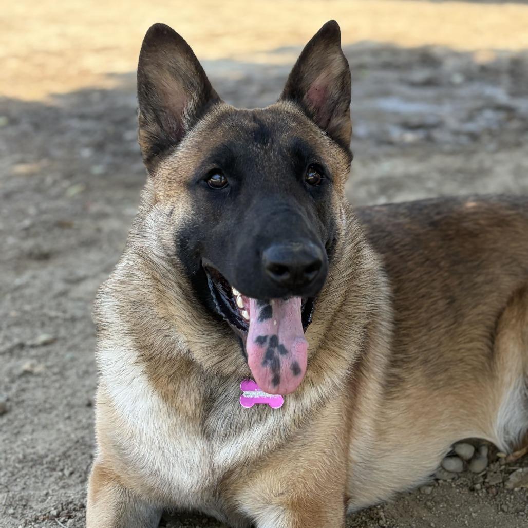 Enlarge Goku, a Adoptable mixed breed in Riverside, CA image 6/6