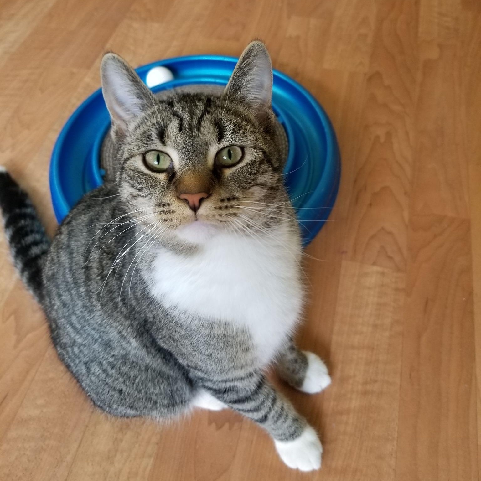 Tigger, ADOPTABLE, Kitten Male Tabby & Domestic Short Hair.