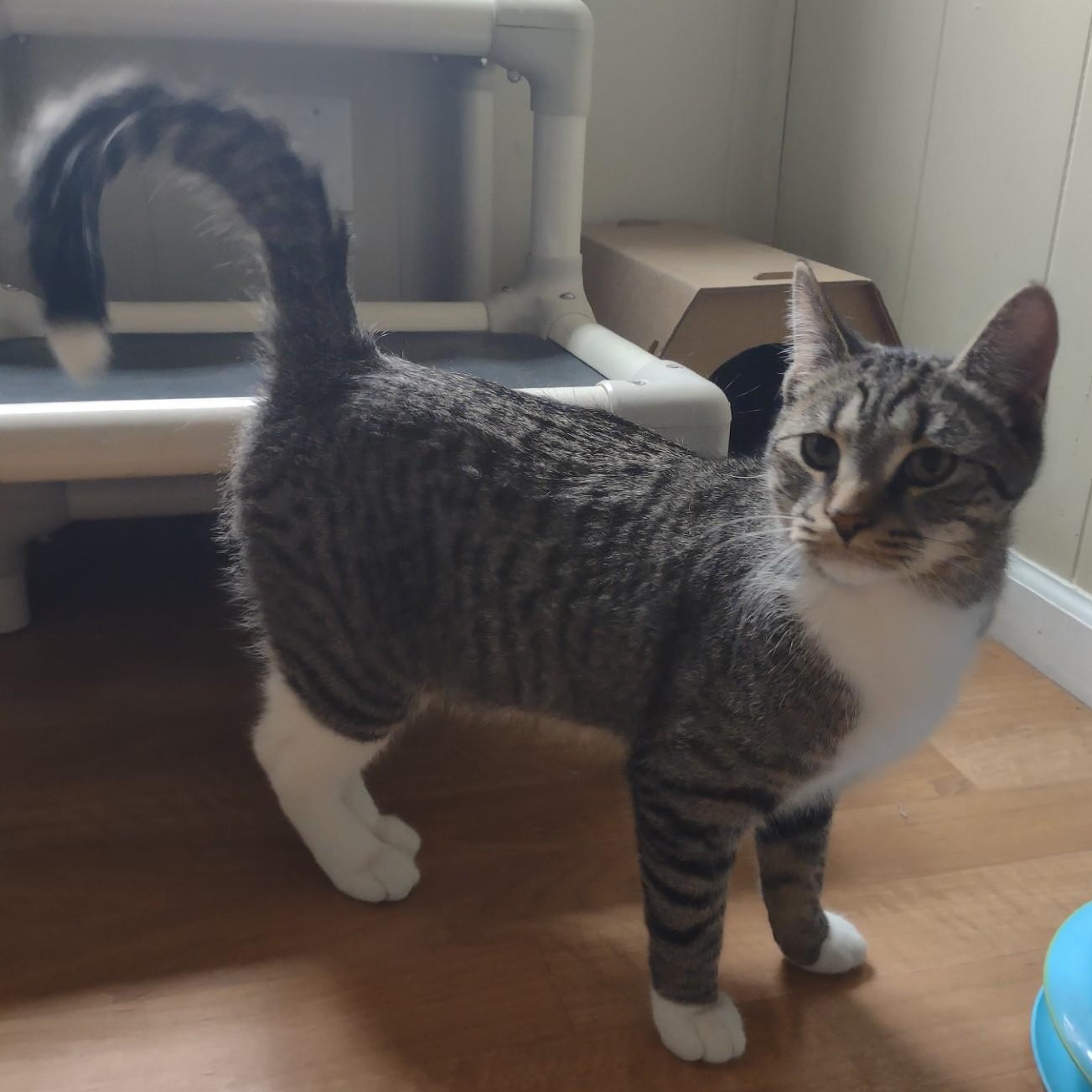 Enlarge Tigger, a ADOPTABLE mixed breed in Montour Falls, NY image 5/5