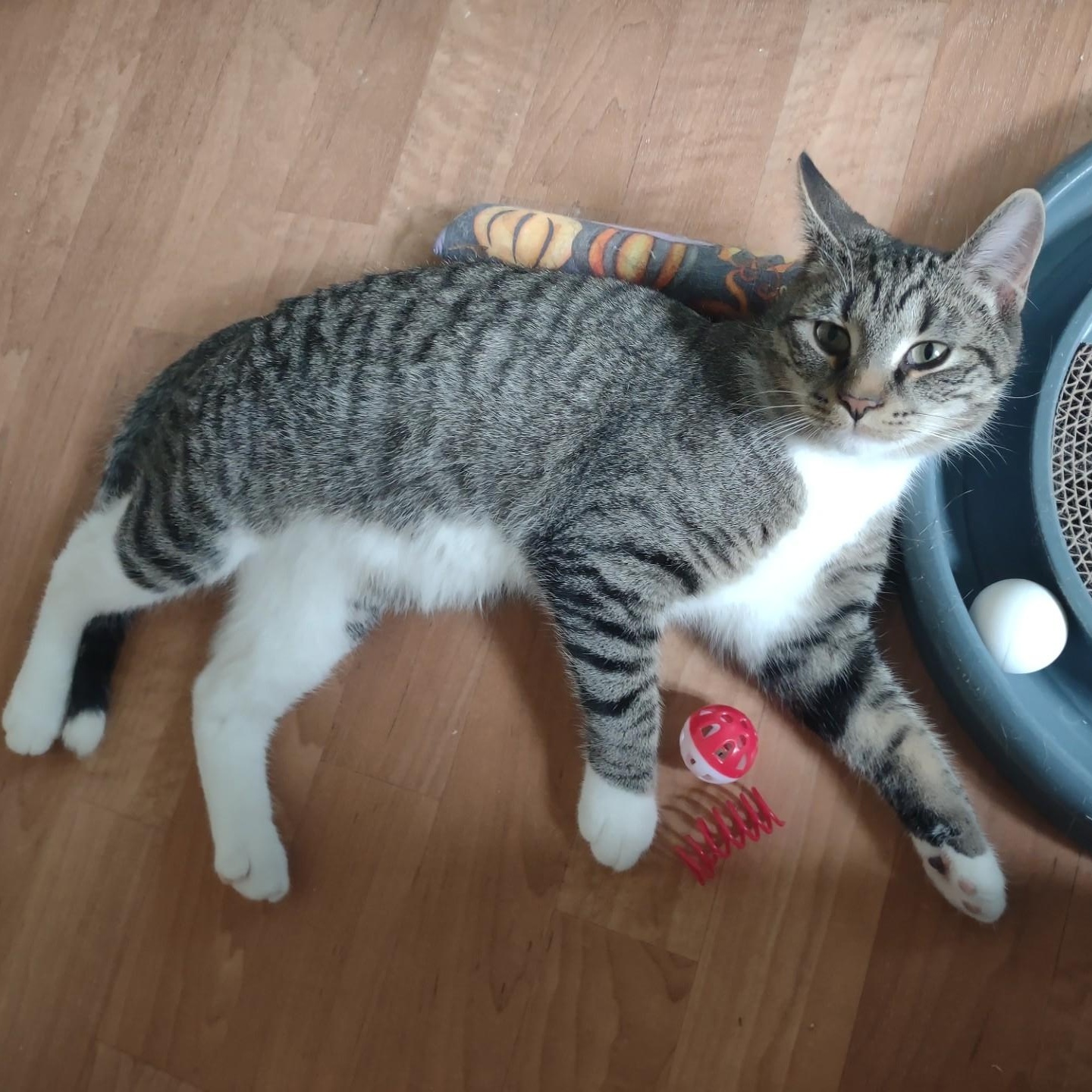 Enlarge Tigger, a ADOPTABLE mixed breed in Montour Falls, NY image 4/5