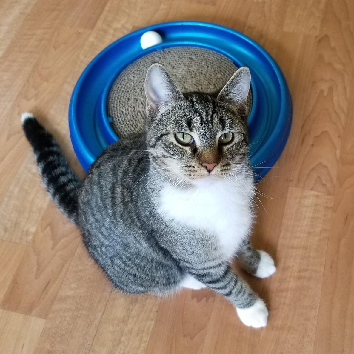 Enlarge Tigger, a ADOPTABLE mixed breed in Montour Falls, NY image 2/5