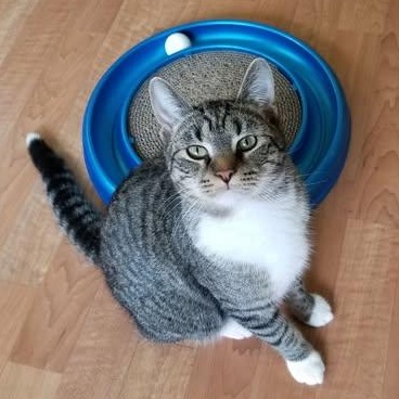 Enlarge Tigger, a ADOPTABLE mixed breed in Montour Falls, NY image 3/5