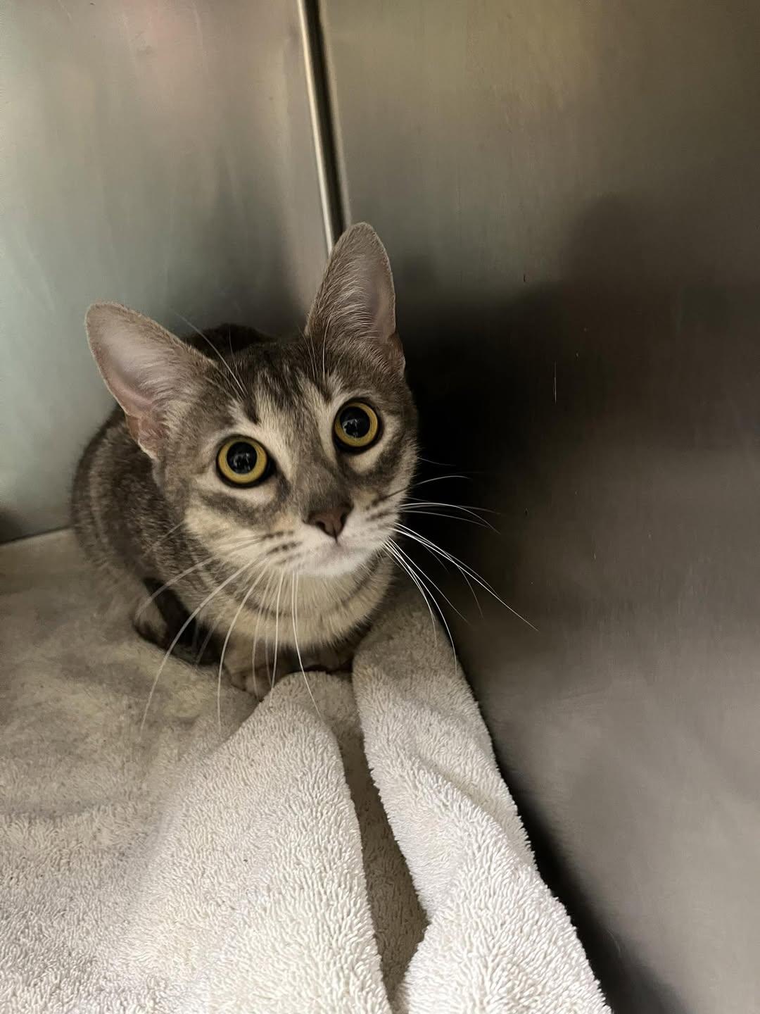 Enlarge Faye, a Adopted Domestic Short Hair in Rowlett, TX image 1/1