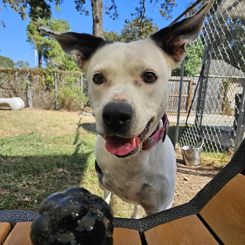 Enlarge Skipper, a Adoptable mixed breed in Spring, TX image 1/6