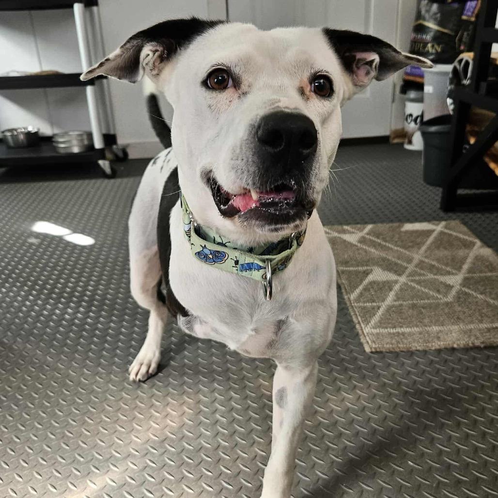 Enlarge Skipper, a Adoptable mixed breed in Spring, TX image 3/6