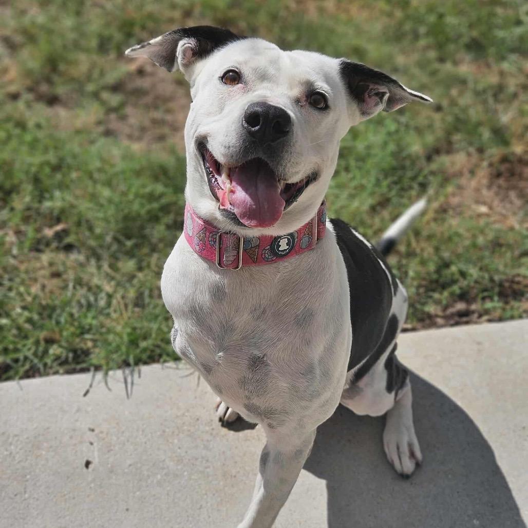 Enlarge Skipper, a Adoptable mixed breed in Spring, TX image 6/6