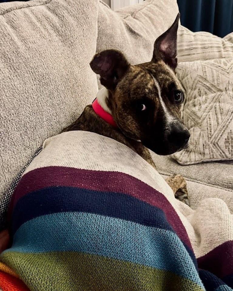 Enlarge Baby, a Adopted mixed breed in Poughkeepsie, NY image 1/5