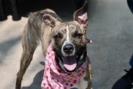 Enlarge Baby, a Adopted mixed breed in Poughkeepsie, NY image 2/5