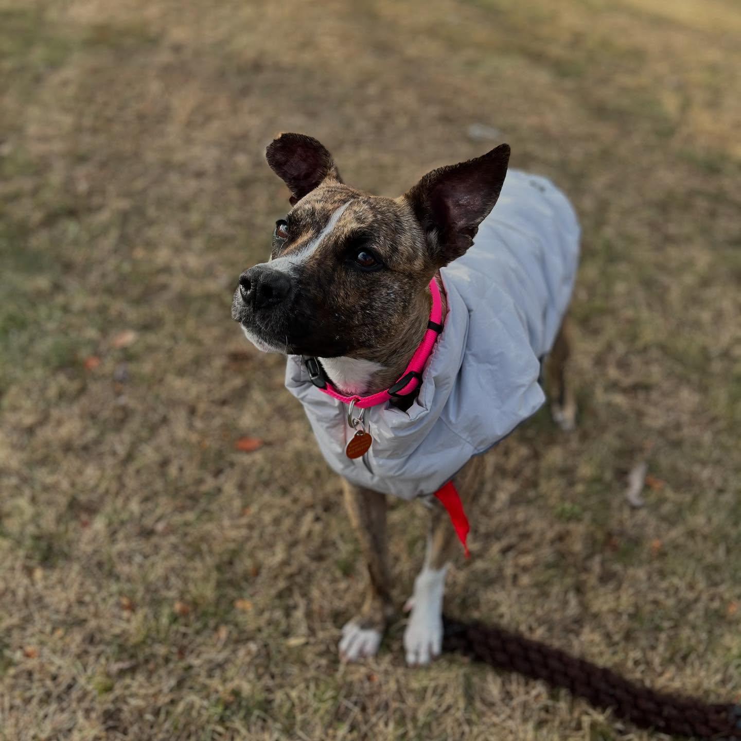 Enlarge Baby, a Adopted mixed breed in Poughkeepsie, NY image 3/5