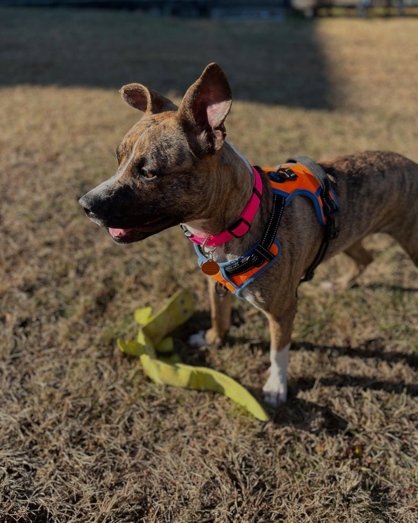 Enlarge Baby, a Adopted mixed breed in Poughkeepsie, NY image 4/5