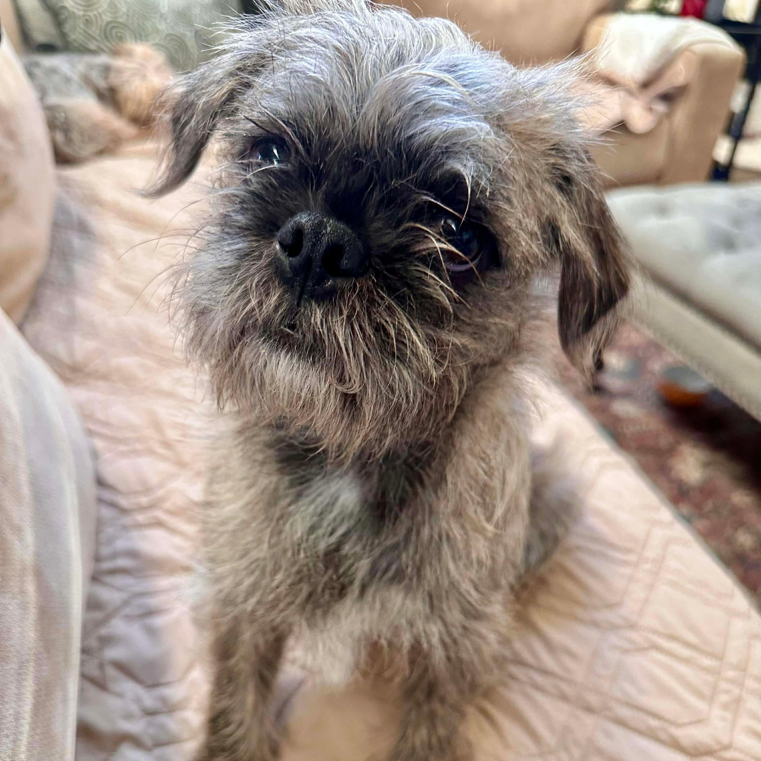 Griffin — thumbnail 3