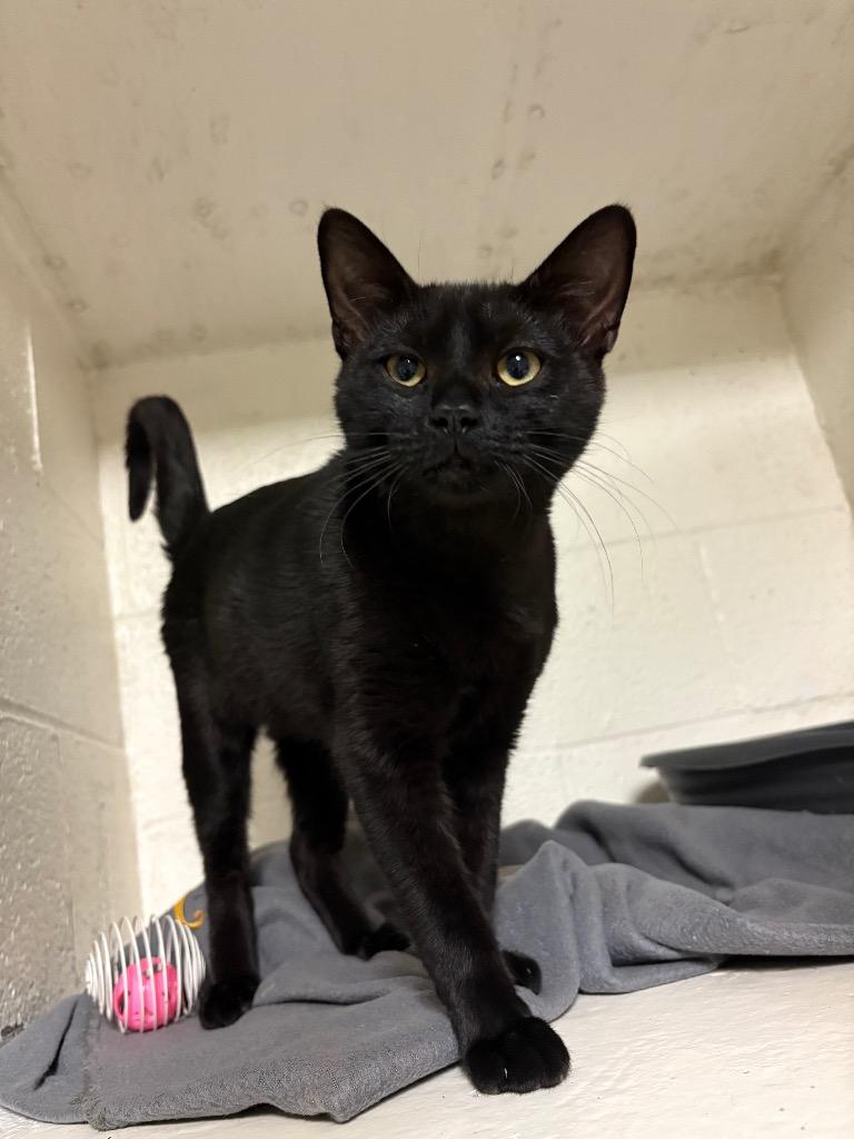 Enlarge Mony, a Adoptable mixed breed in Ada, OK image 1/1