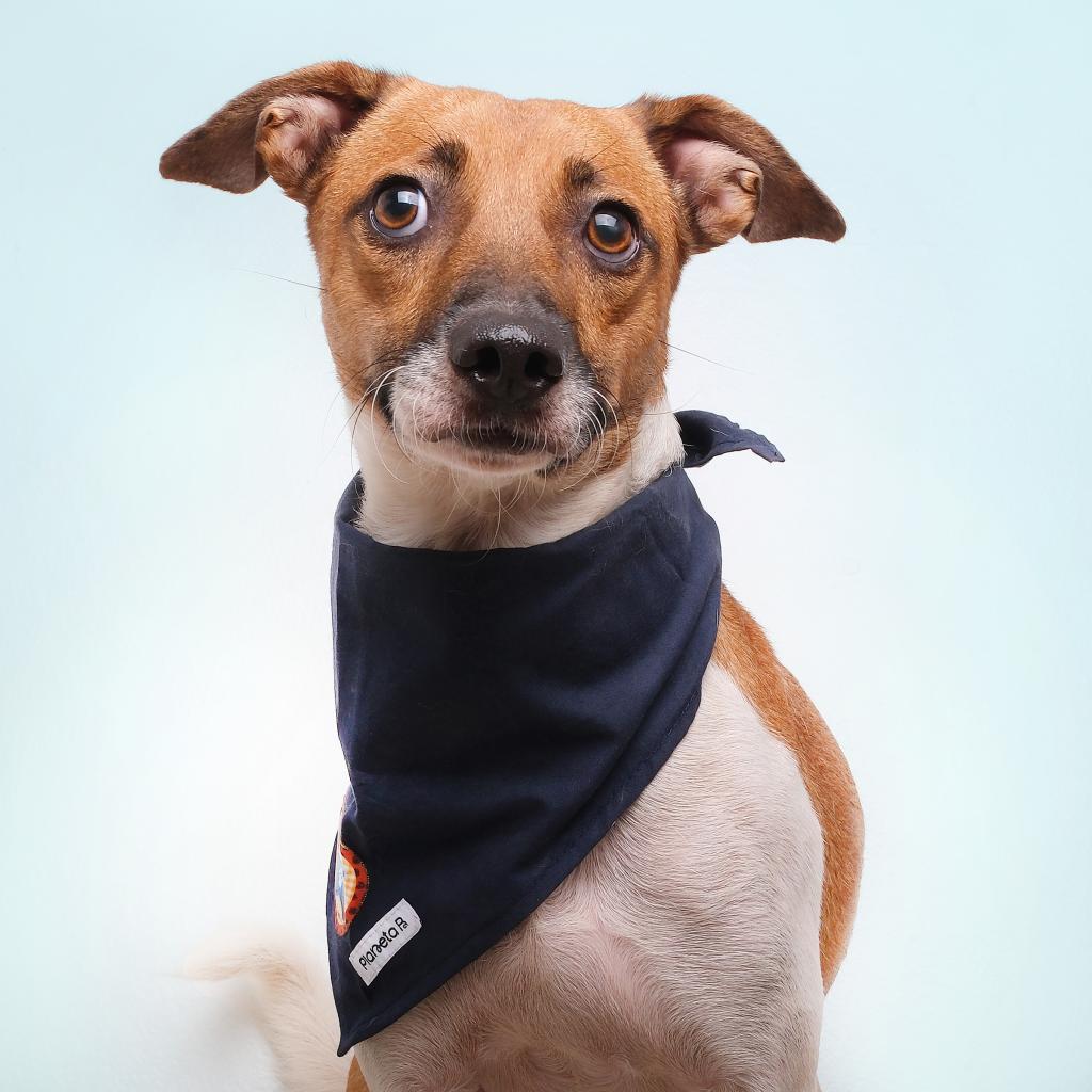 Blyg, Adoptable, Adult Male Mixed Breed.
